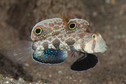 BD-141013-Komodo-4803-Signigobius-biocellatus.-Hoese---Allen.-1977-[Twinspot-Goby].jpg